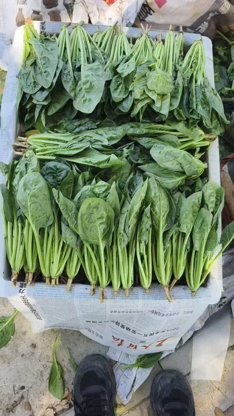 寿光本地菠菜火锅店超市供货欢迎致电联系合作