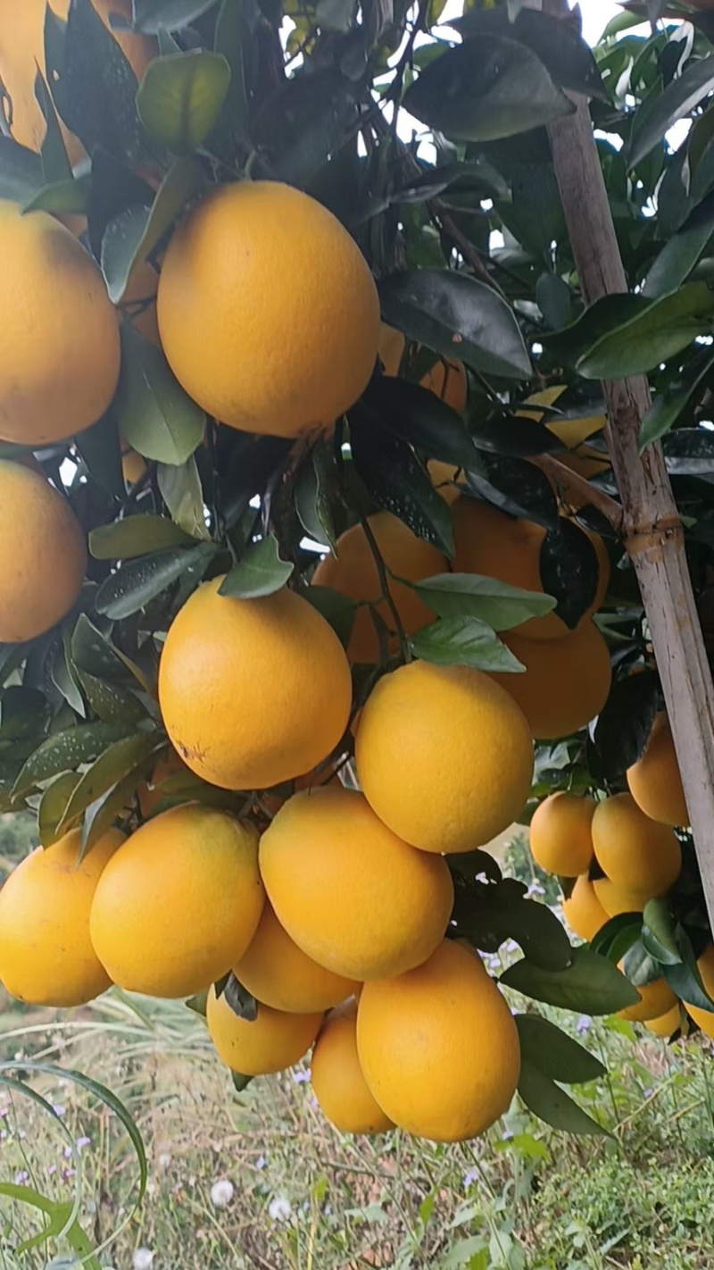 赣南信丰脐橙