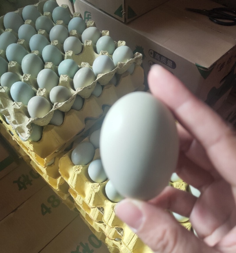 云台山绿壳鸡蛋，品质好，质量佳。欢迎电话联系我。