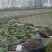 菱角