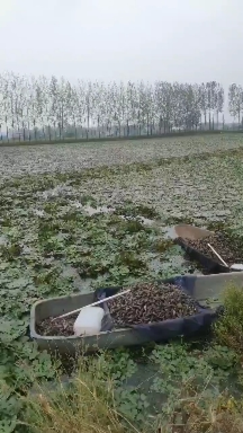 菱角