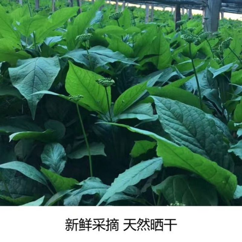 人参花长白山特产500g泡水野生人参花蕾包邮