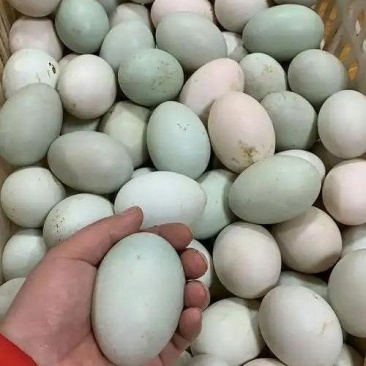 河南【鲜鸭蛋】对接市场档口商超量大从优规格齐全品质好