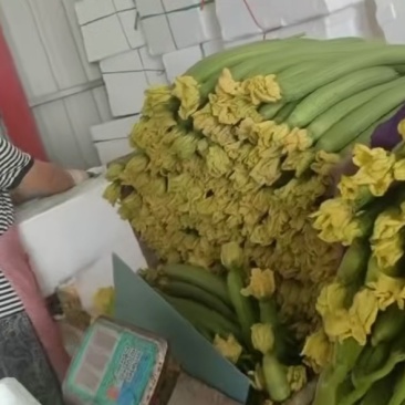 精品鲜花丝瓜市场批发