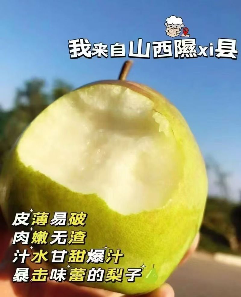 隰县玉露香梨