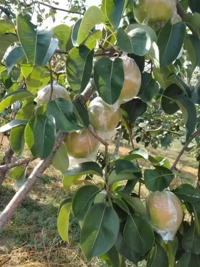 隰县玉露香梨