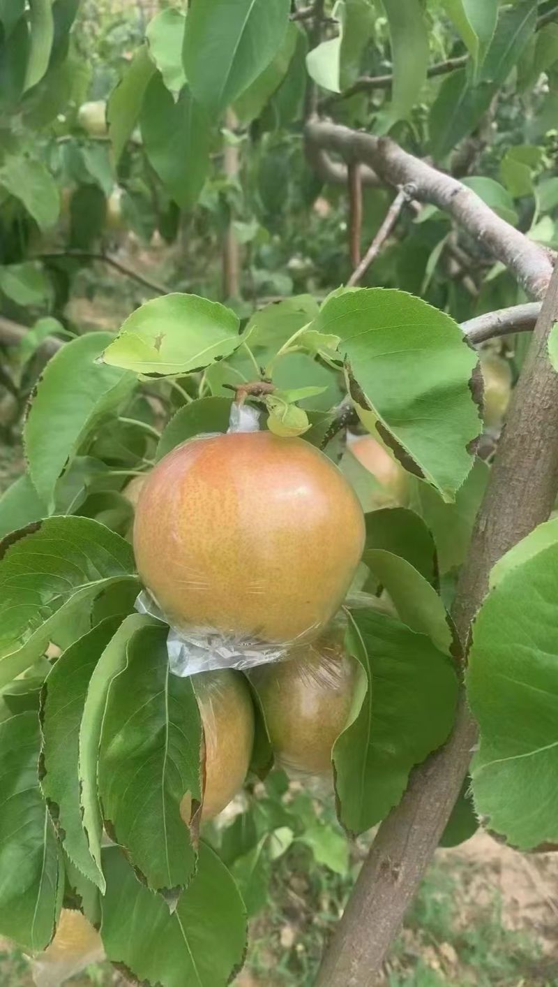 隰县玉露香梨