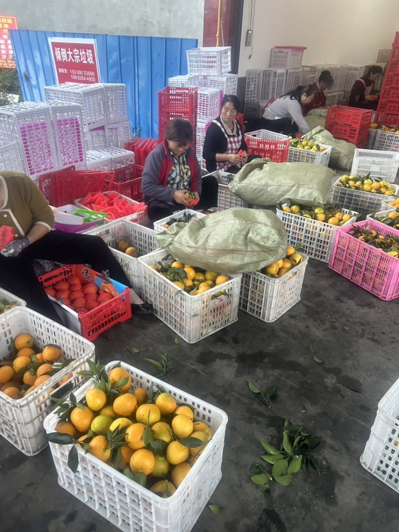 爱媛38号果冻橙皮薄多汁水分充足地接电商产地发货