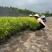 金叶石菖蒲1加仑，基地有量，欢迎来一亩田订购。