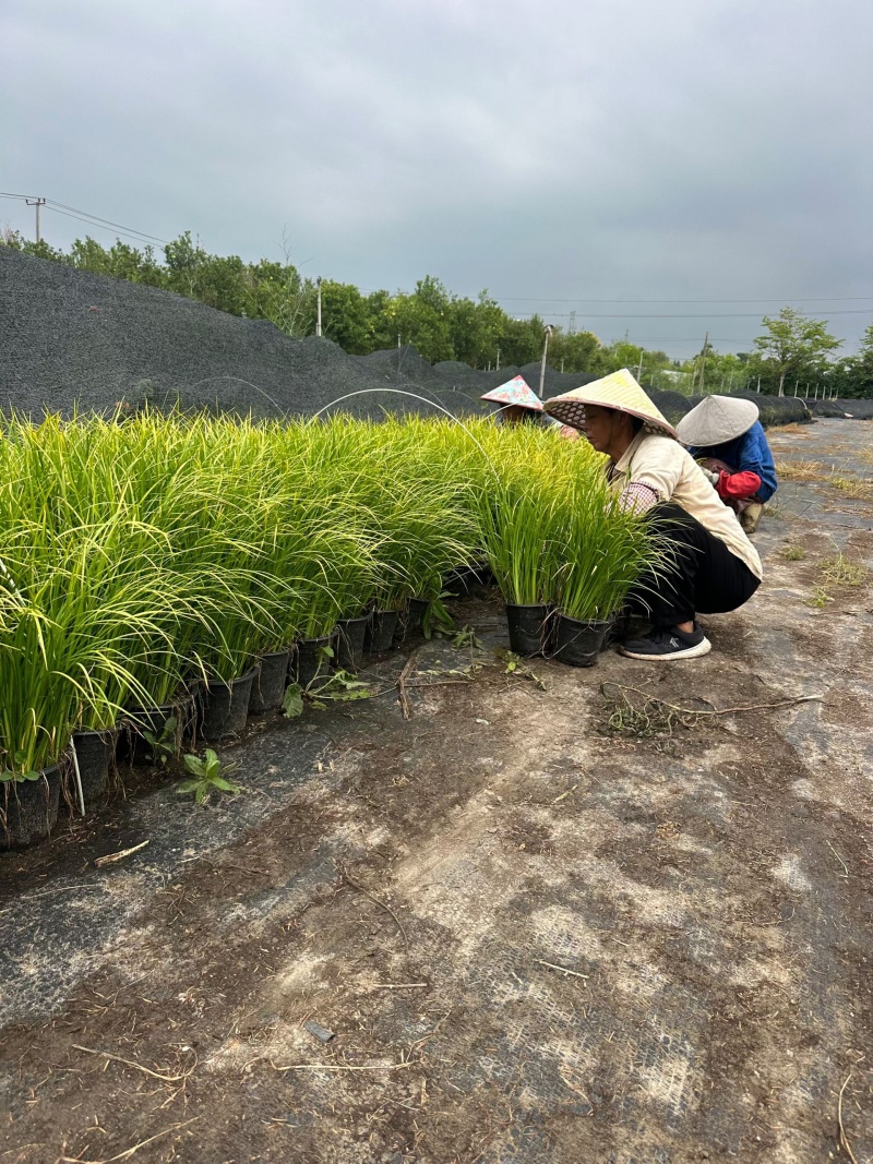 金叶石菖蒲1加仑，基地有量，欢迎来一亩田订购。