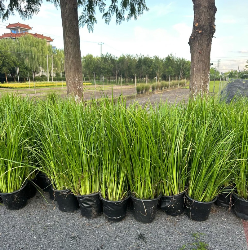 金叶石菖蒲1加仑，基地有量，欢迎来一亩田订购。