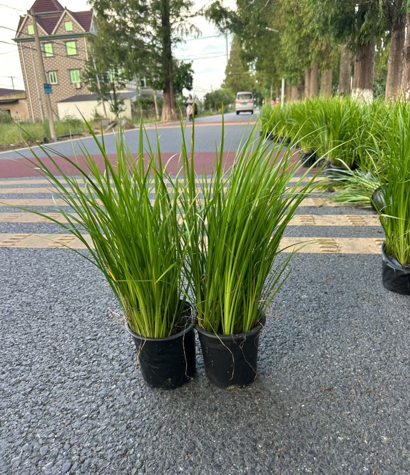 金叶石菖蒲1加仑，基地有量，欢迎来一亩田订购。
