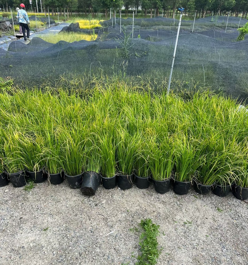 金叶石菖蒲1加仑，基地有量，欢迎来一亩田订购。