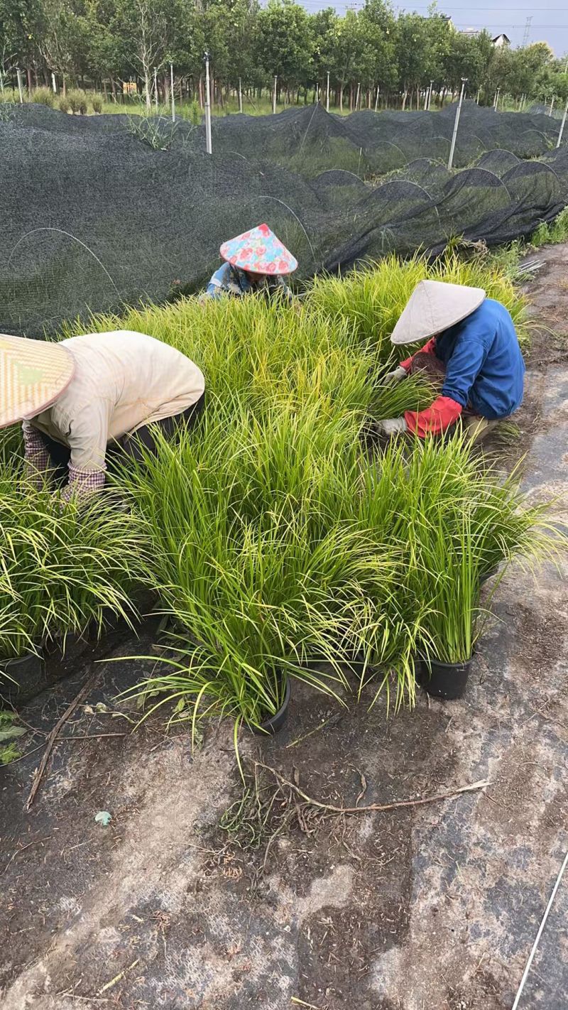 金叶石菖蒲1加仑，基地有量，欢迎来一亩田订购。