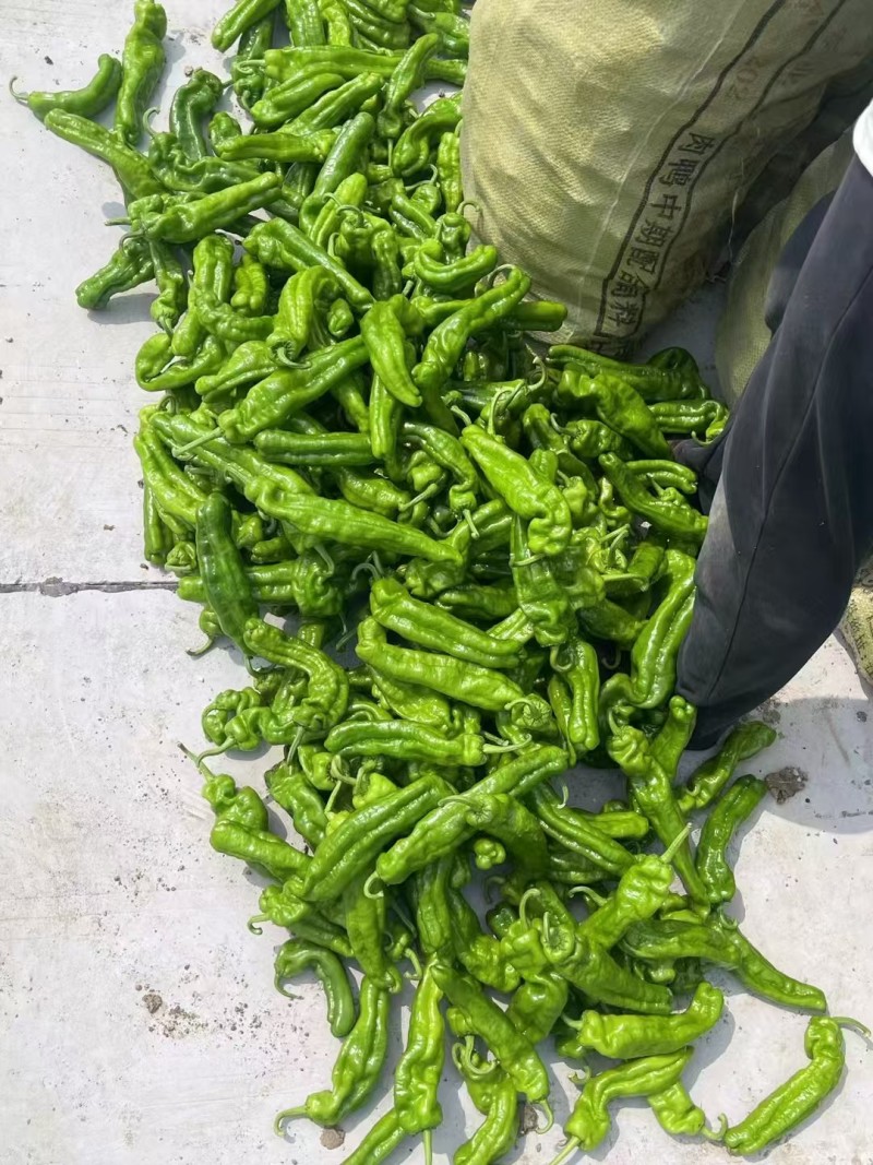 薄皮青椒，线椒，皱皮欢迎各位老板咨询，，，，