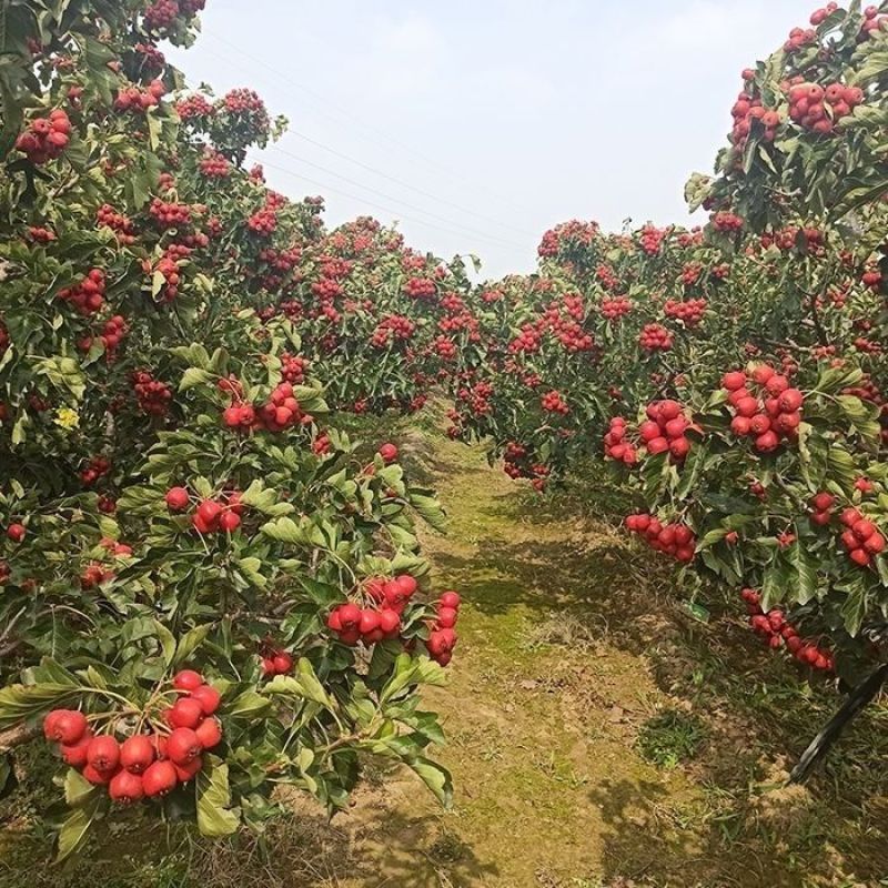 正宗山东精品大五愣，红皮黄心，酸甜可口，糖葫芦专用