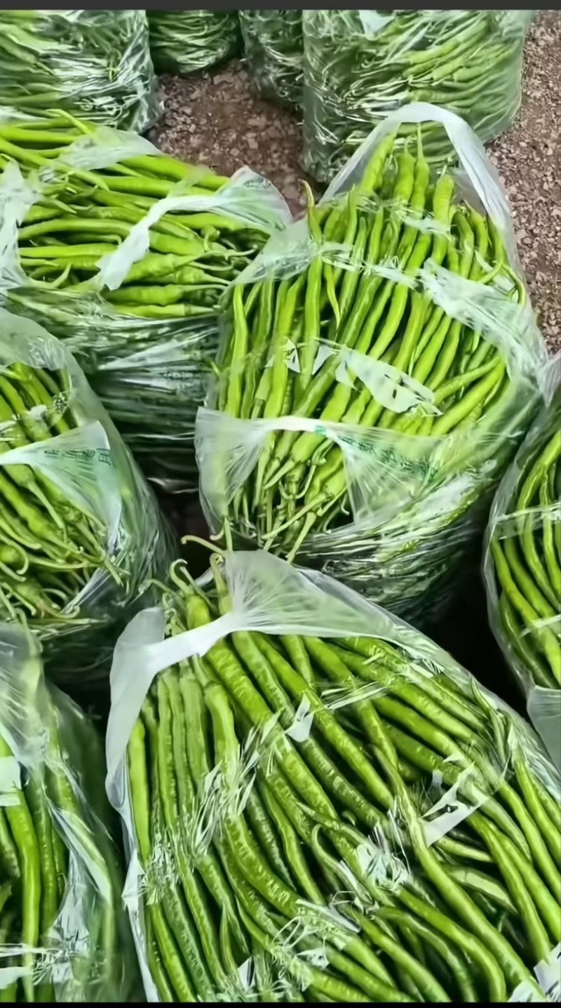 线椒8号软皮线椒贵州鲜辣椒，万亩基地直发量大从优欢迎电联