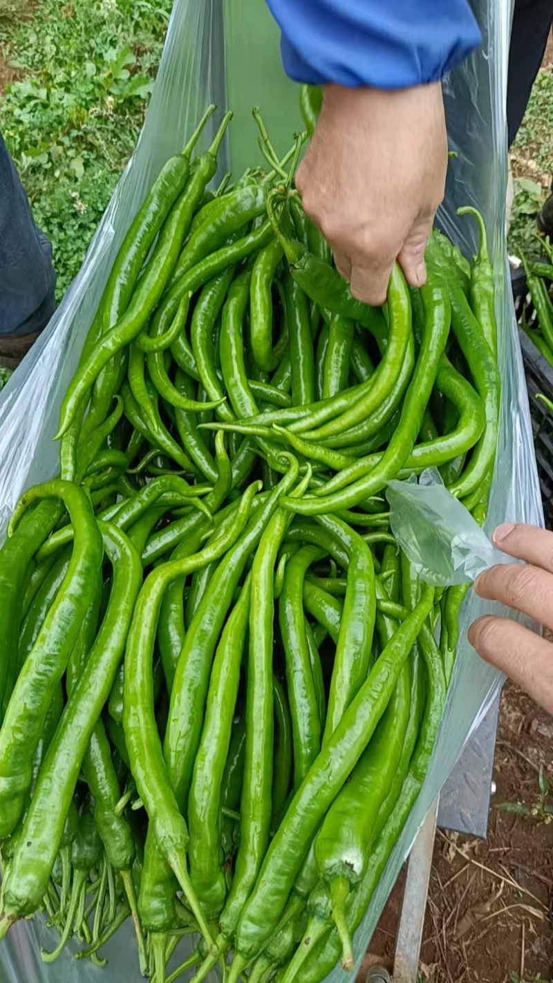 线椒8号软皮线椒贵州鲜辣椒，万亩基地直发量大从优欢迎电联