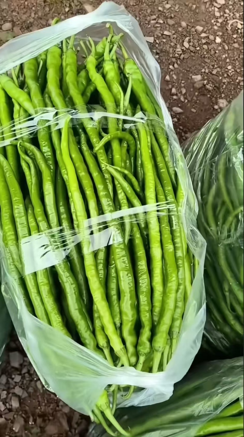 线椒8号软皮线椒贵州鲜辣椒，万亩基地直发量大从优欢迎电联