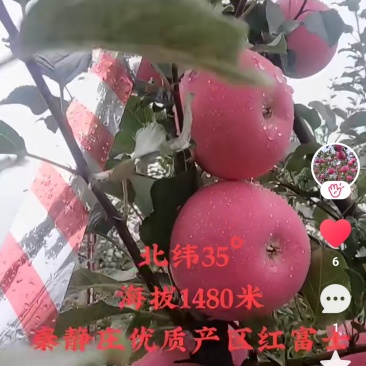 甘肃红富士