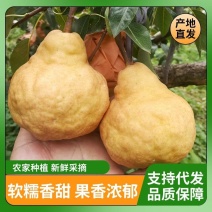电商代发烟台中华丑梨软糯蜜甜产地直发对接直播电商抖音各平