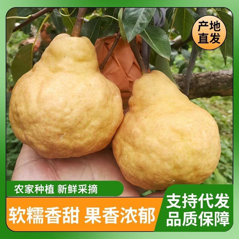 电商代发烟台中华丑梨软糯蜜甜产地直发对接直播电商抖音各平