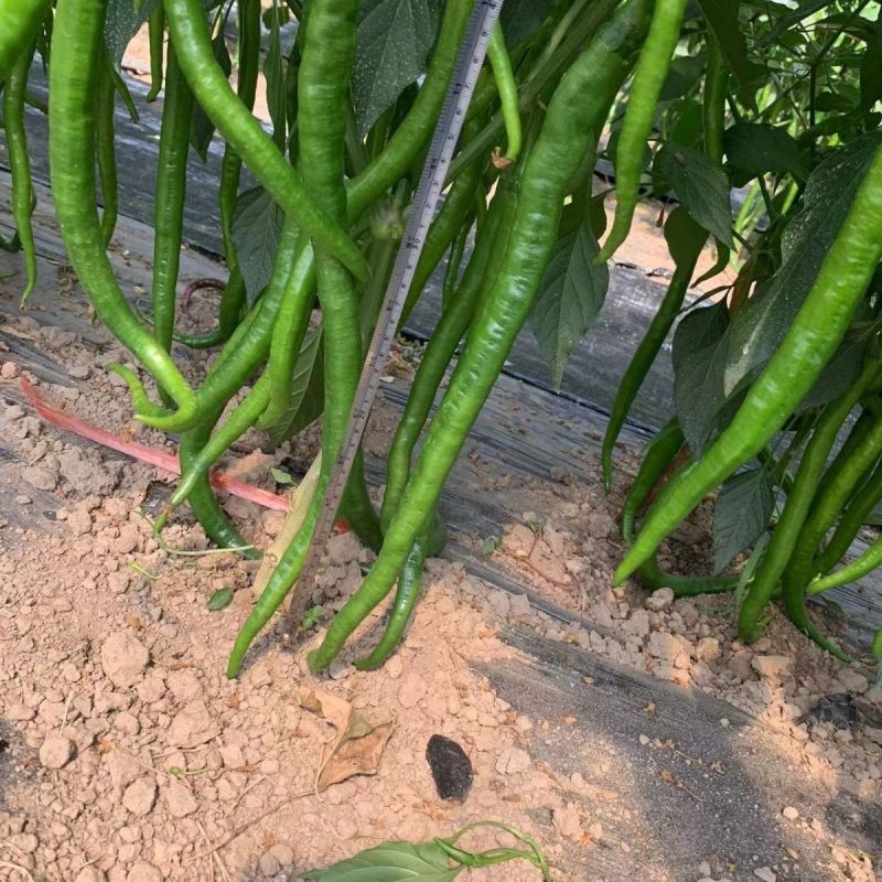 苏润1259辣椒种子果长约45厘米加长果条椒抗性好产量高