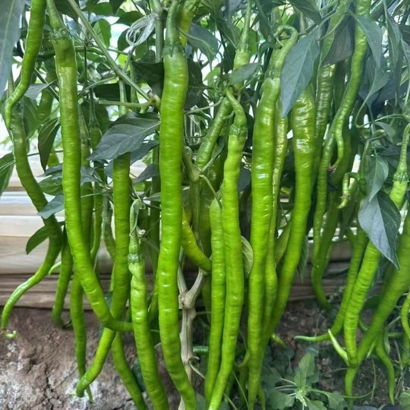 苏润1259辣椒种子果长约45厘米加长果条椒抗性好产量高