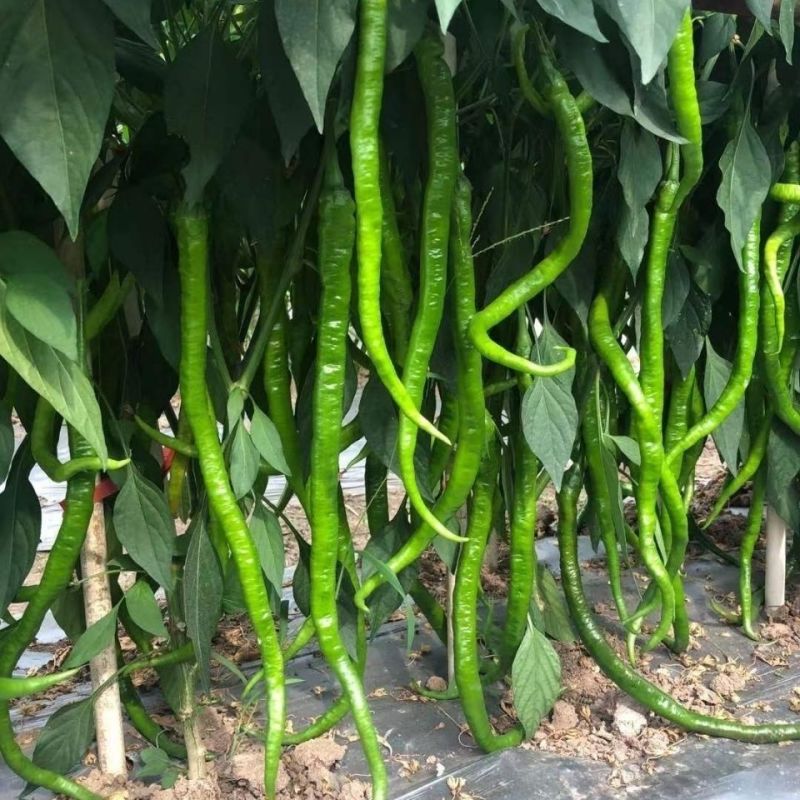 苏润1259辣椒种子果长约45厘米加长果条椒抗性好产量高