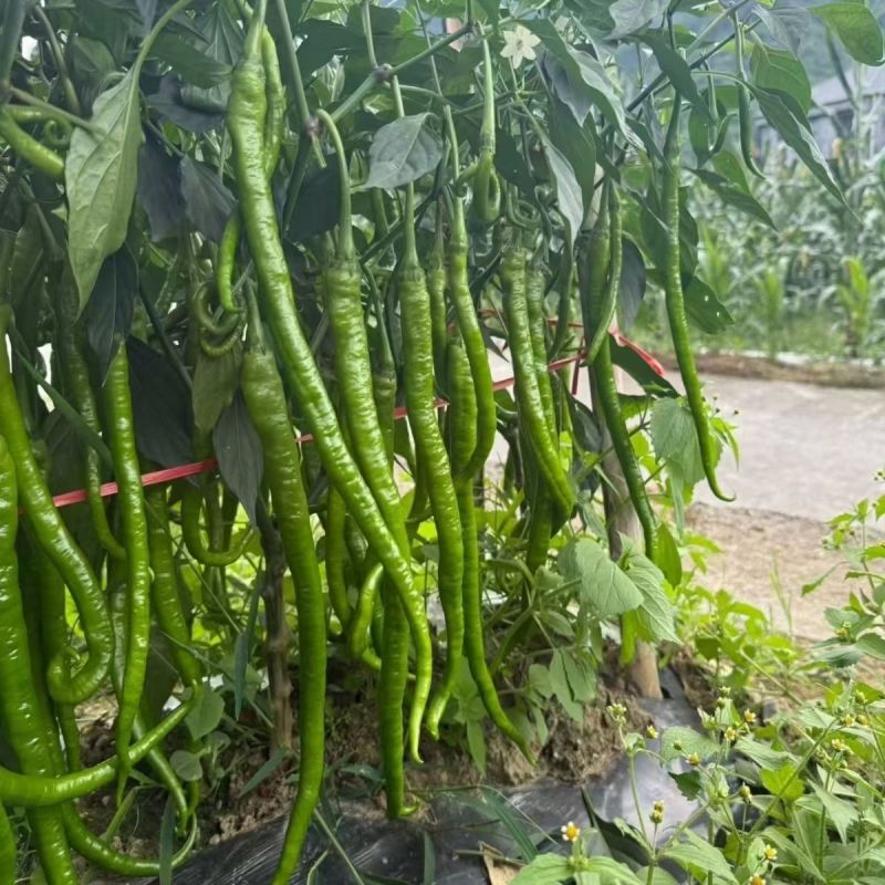 苏润1259辣椒种子果长约45厘米加长果条椒抗性好产量高