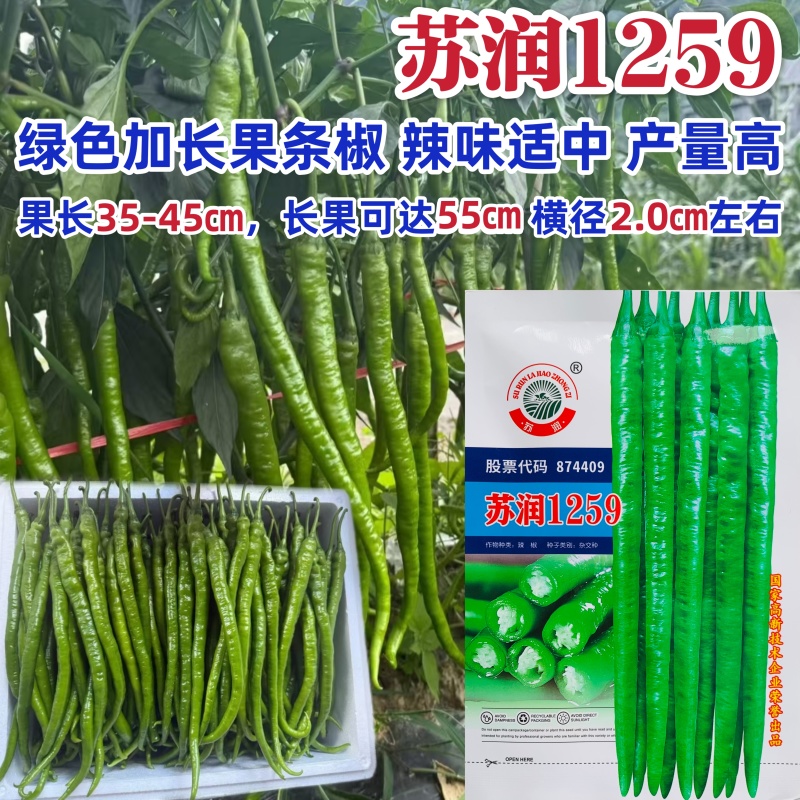 苏润1259辣椒种子果长约45厘米加长果条椒抗性好产量高