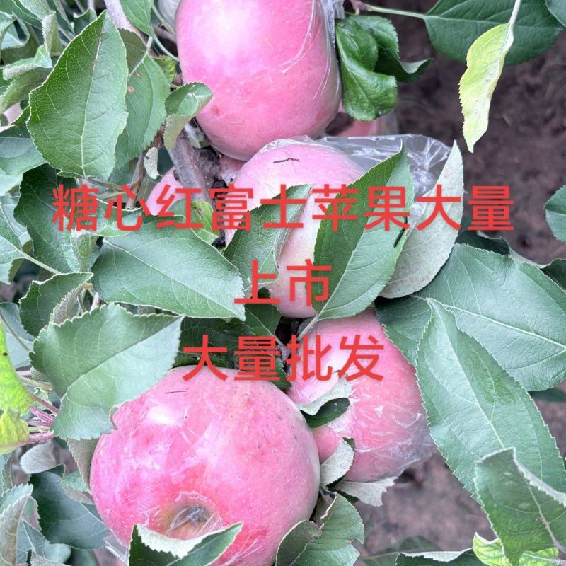 糖心红富士苹果大量批发，沙土地糖心红富士苹果，是脆甜多汁