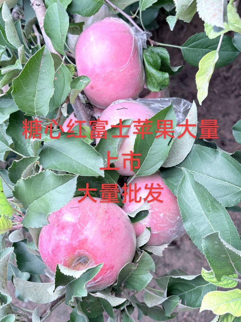 糖心红富士苹果大量批发，沙土地糖心红富士苹果，是脆甜多汁