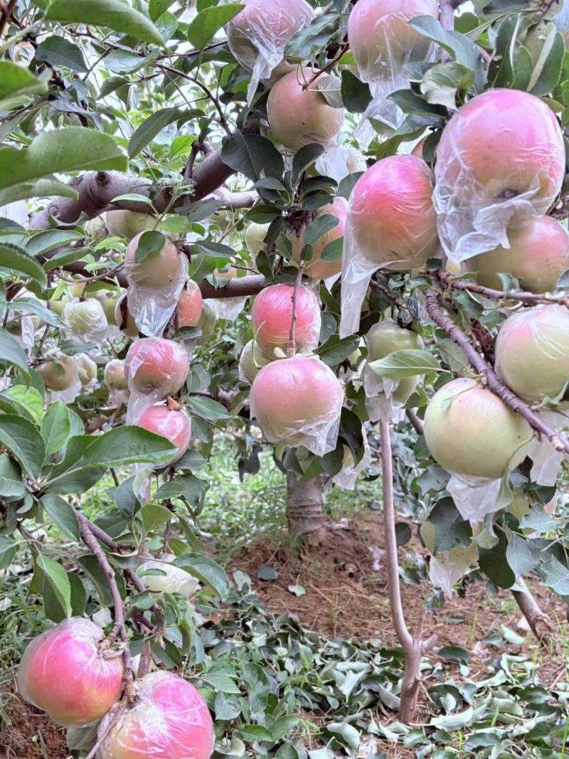 糖心红富士苹果大量批发，沙土地糖心红富士苹果，是脆甜多汁