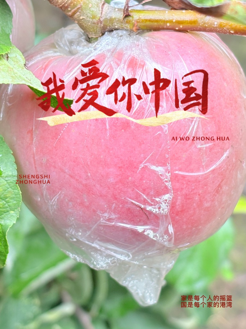 糖心红富士苹果大量批发，沙土地糖心红富士苹果，是脆甜多汁