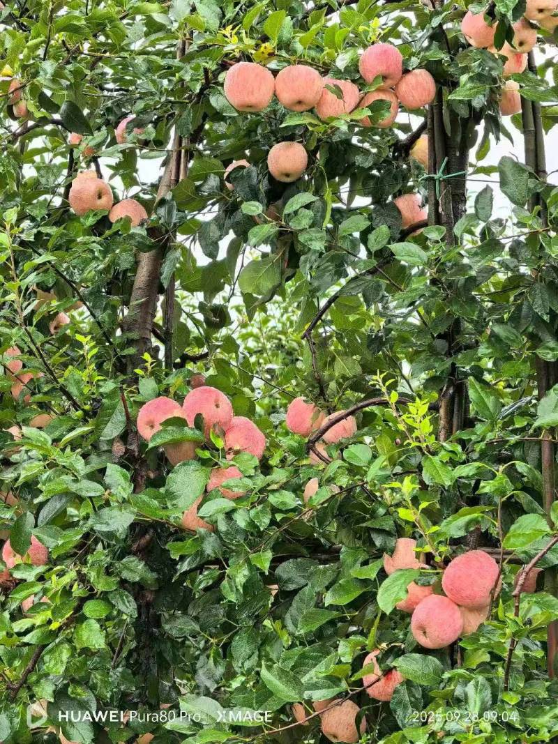 陕西咸阳红富士苹果集中上市，产地代办歇诚为你保驾护航