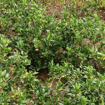水栀子产地直销
