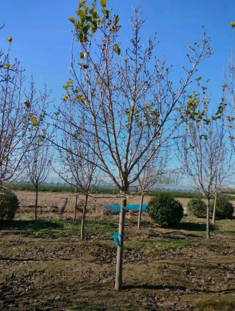 苗圃大量出售10-15公分紫玉兰