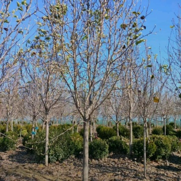 苗圃大量出售10-15公分紫玉兰