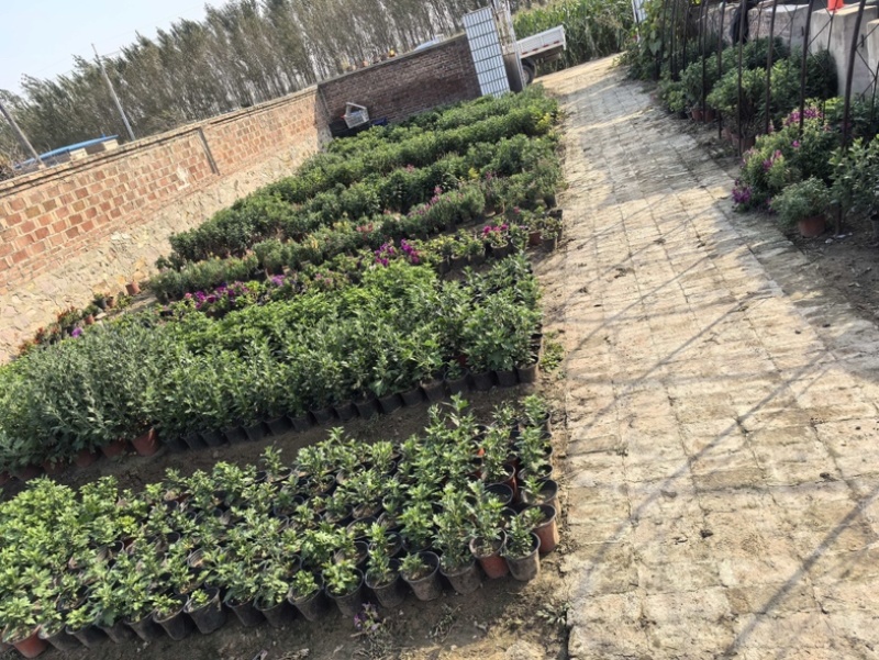批发荷兰菊金鱼草羽衣甘蓝