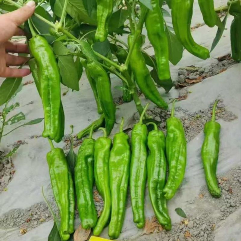 鼎脆长灯笼型早熟薄皮青椒种子皮薄质嫩口感甜辣泡椒种子春秋