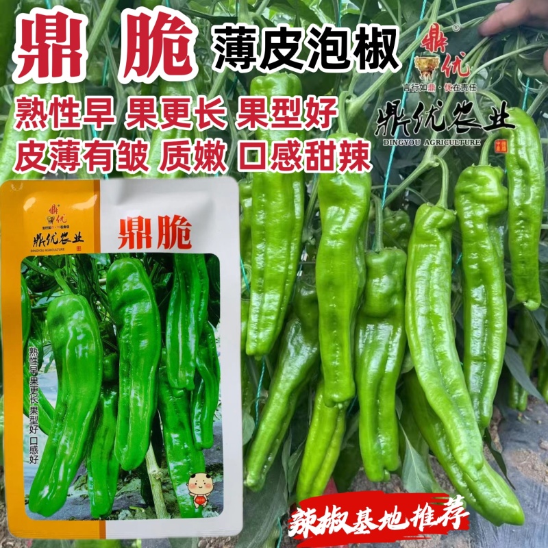 鼎脆长灯笼型早熟薄皮青椒种子皮薄质嫩口感甜辣泡椒种子春秋