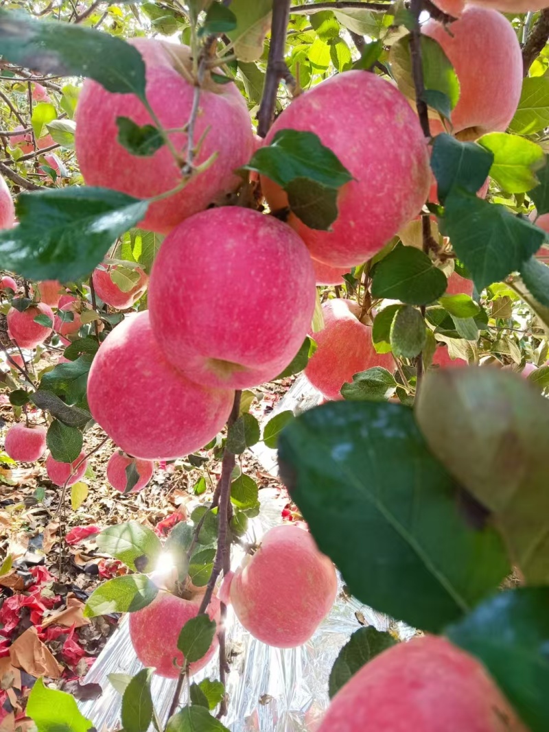 鲜果红富士苹果