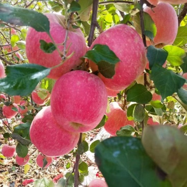 鲜果红富士苹果