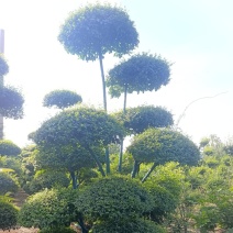 鄢陵县造型小叶女贞树基地