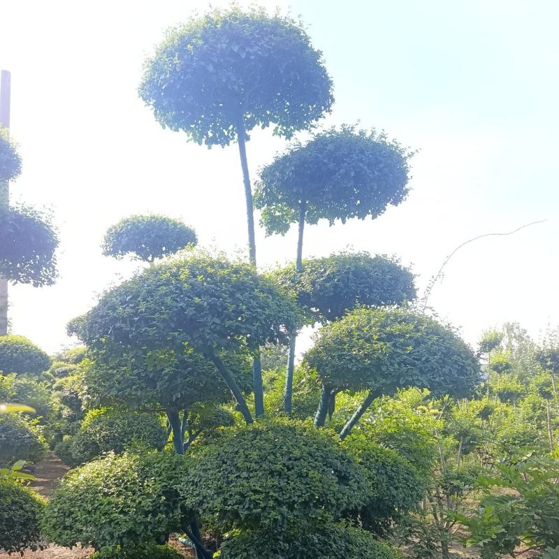 鄢陵县造型小叶女贞树基地