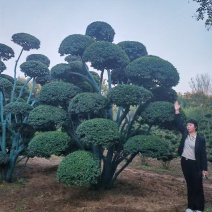 造型女贞种植基地
