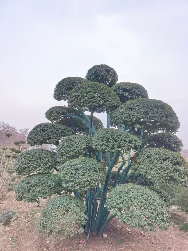 造型女贞种植基地