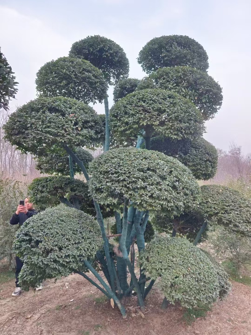 造型女贞种植基地