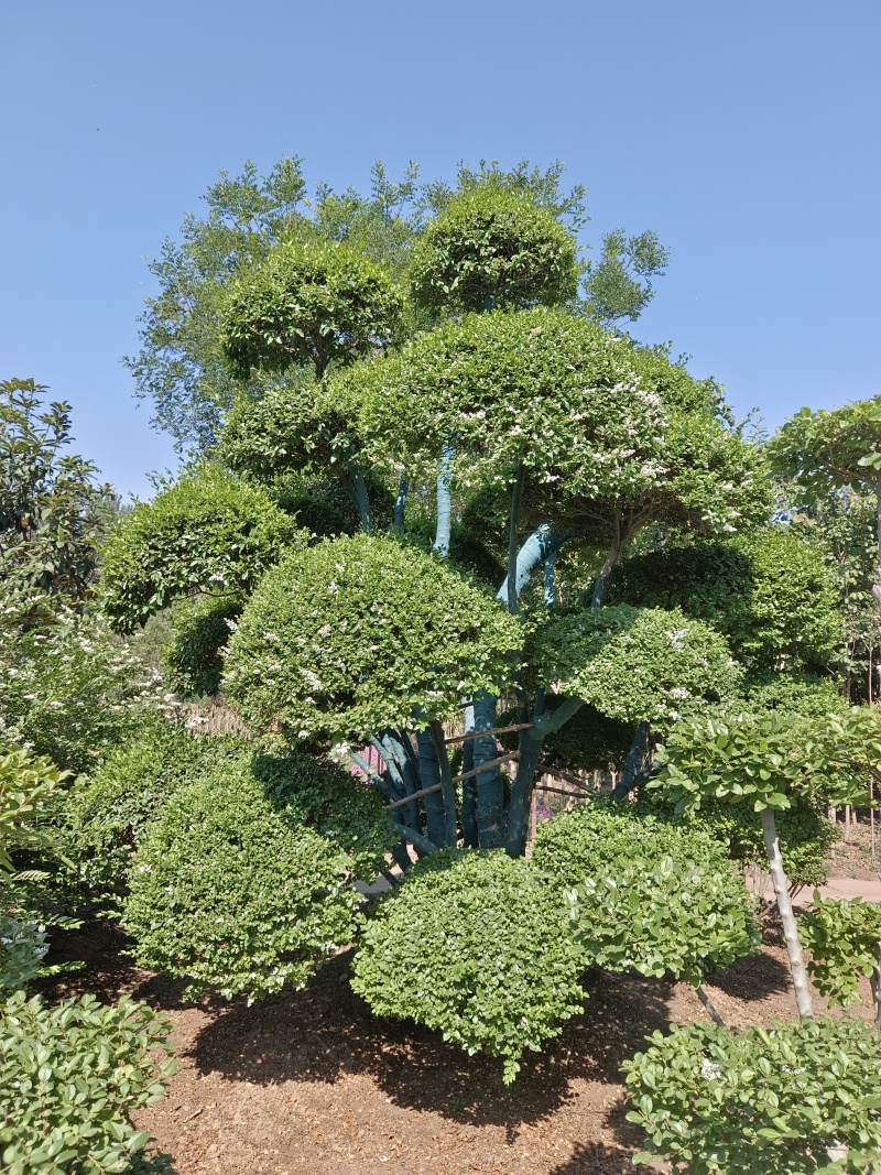 造型女贞种植基地